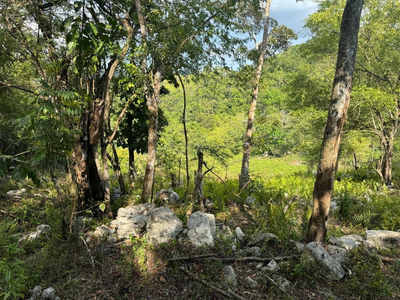 Sixteenth image of Success, Golden Grove in Success, Hanover, Jamaica - property is For Sale