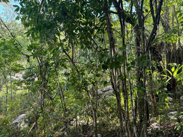 Nineteenth image of Success, Golden Grove in Success, Hanover, Jamaica - property is For Sale