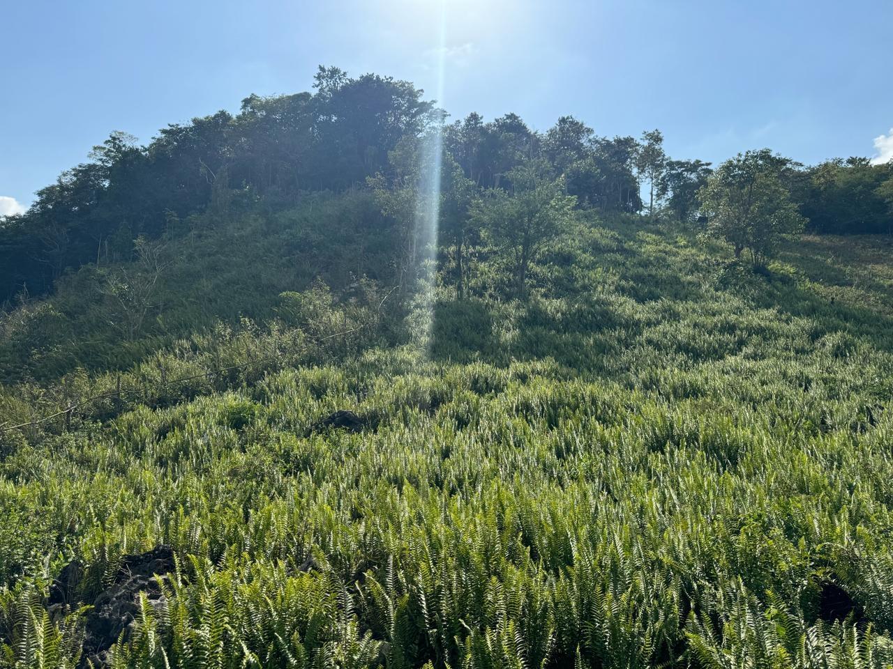 Third image of Success, Golden Grove in Success, Hanover, Jamaica - property is For Sale