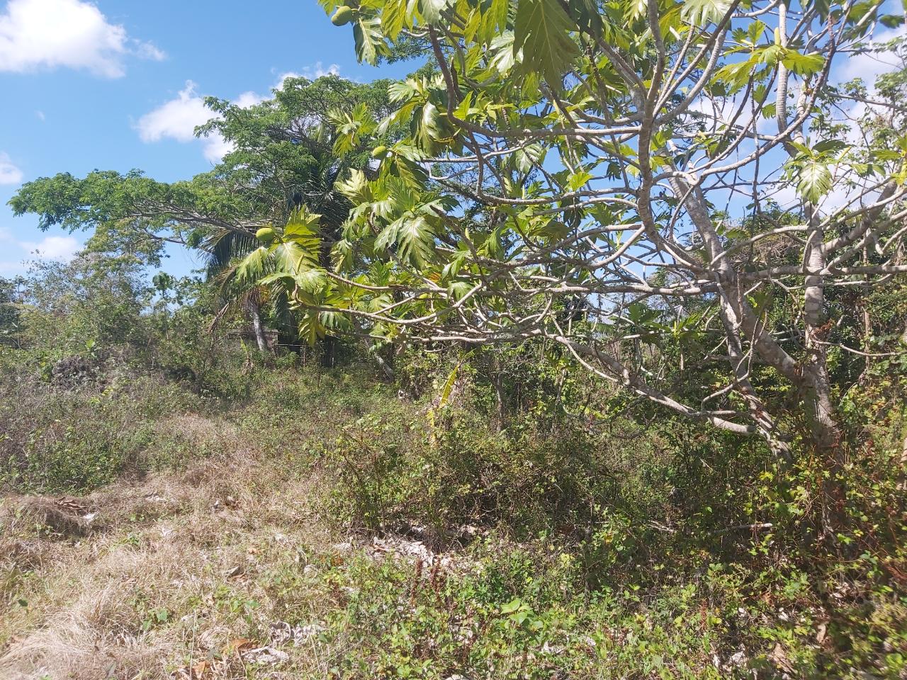 Seventh image of Success, Golden Grove in Success, Hanover, Jamaica - property is For Sale