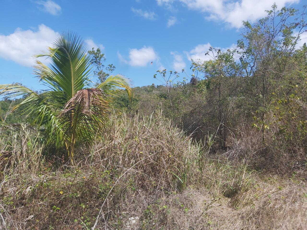 Eighth image of Success, Golden Grove in Success, Hanover, Jamaica - property is For Sale