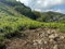 First image of Success, Golden Grove in Success, Hanover, Jamaica - property is For Sale