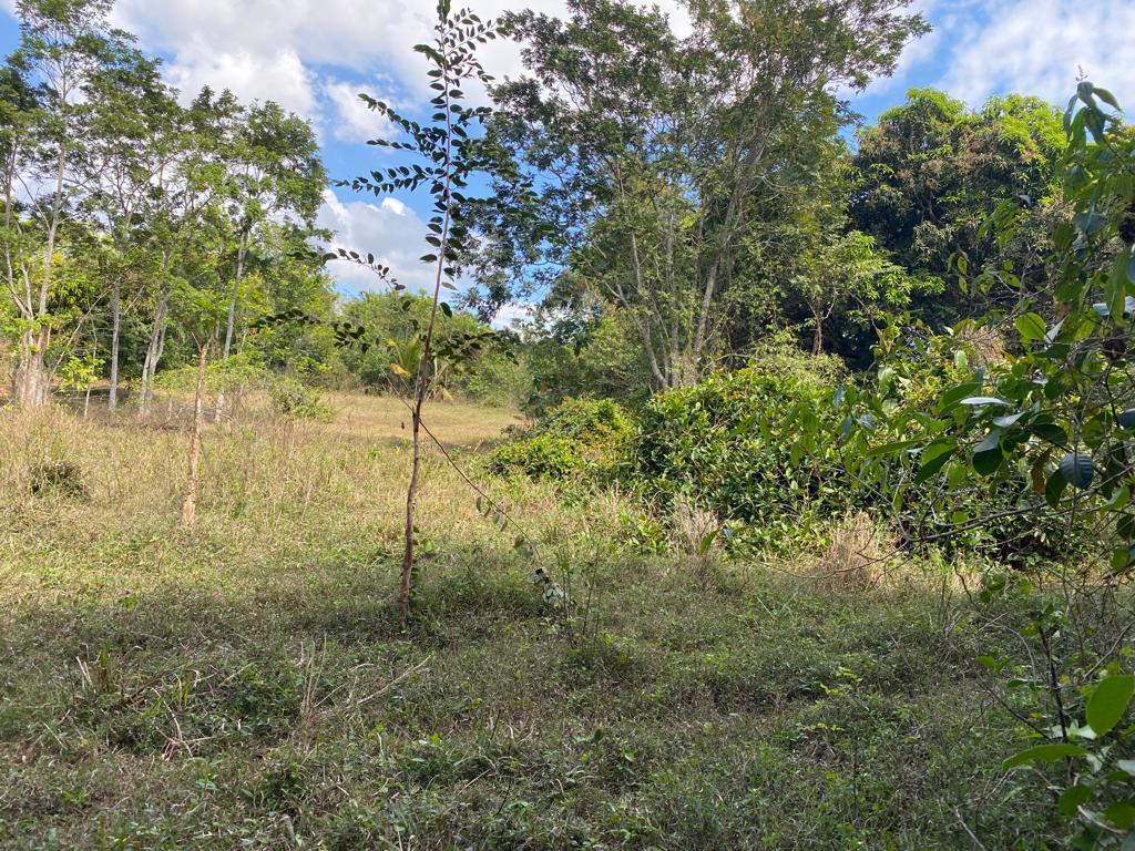 Third image of Threadways, Lindstead in Linstead, St. Catherine, Jamaica - property is For Sale