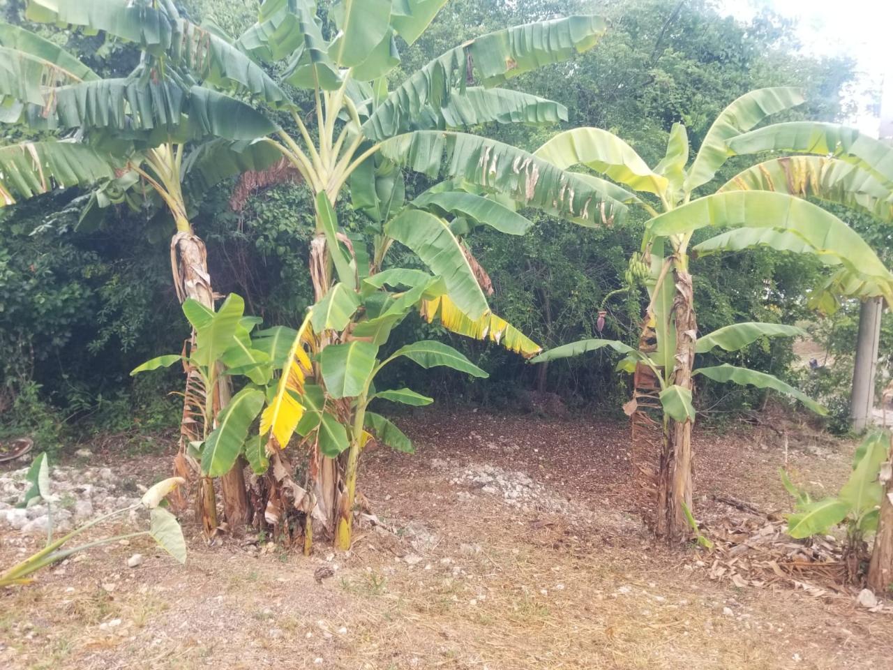 Third image of 28- Old Sugar Hill Road in Ironshore, St. James, Jamaica - property is For Sale