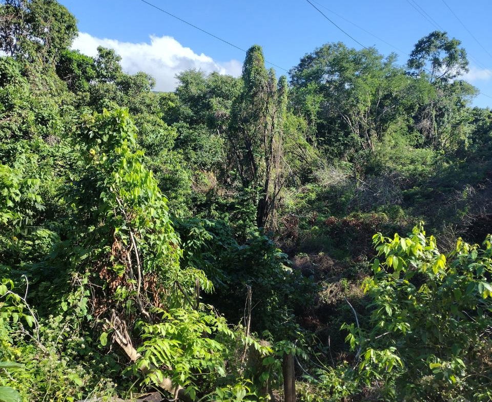 Fourth image of Lot-130 Tripoli in Runaway Bay, St. Ann, Jamaica - property is For Sale
