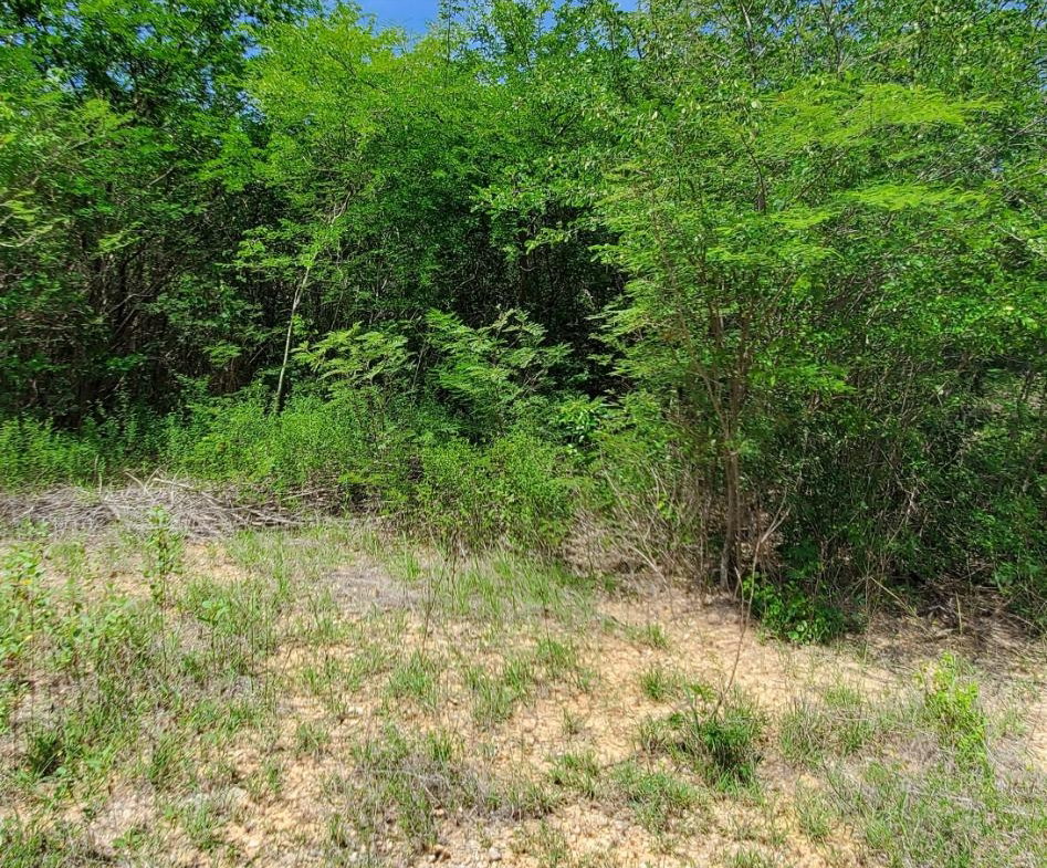 Third image of Twin Palms Estate in Palmers Cross, Clarendon, Jamaica - property is For Sale