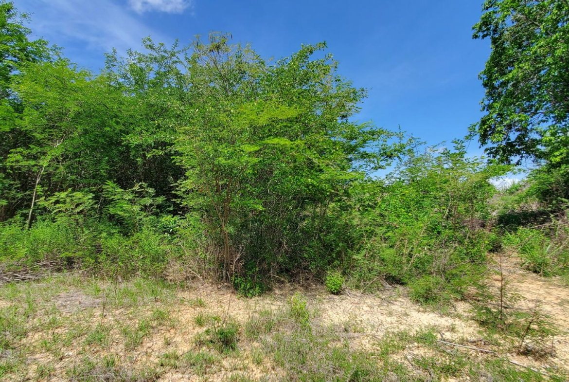 Fourth image of Twin Palms Estate in Palmers Cross, Clarendon, Jamaica - property is For Sale