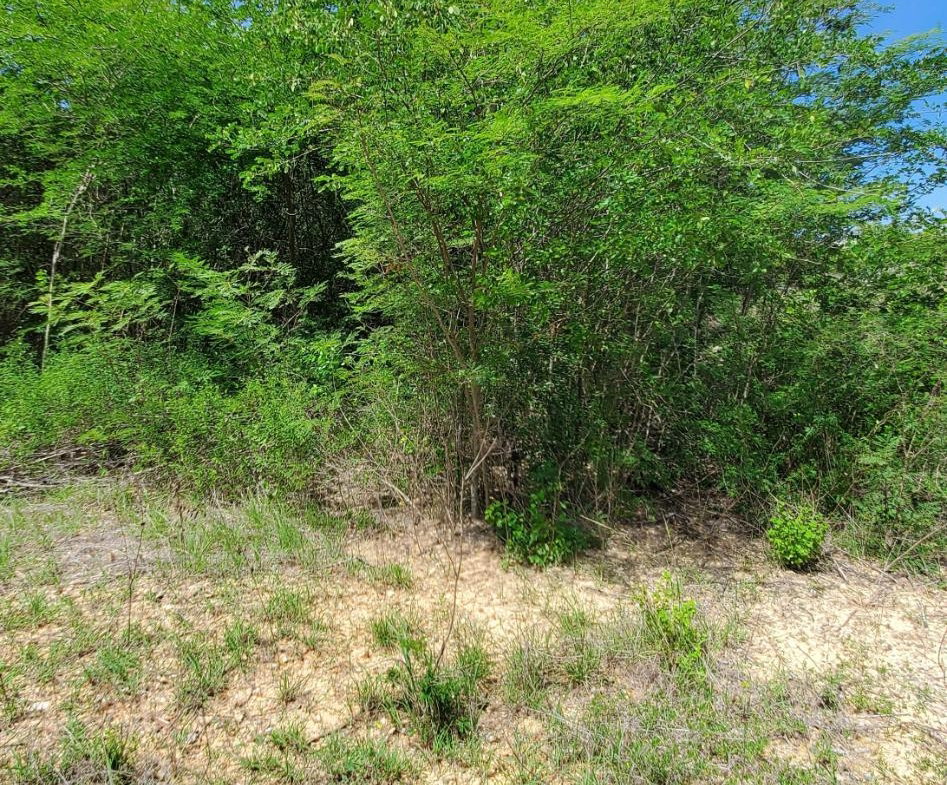 Fifth image of Twin Palms Estate in Palmers Cross, Clarendon, Jamaica - property is For Sale