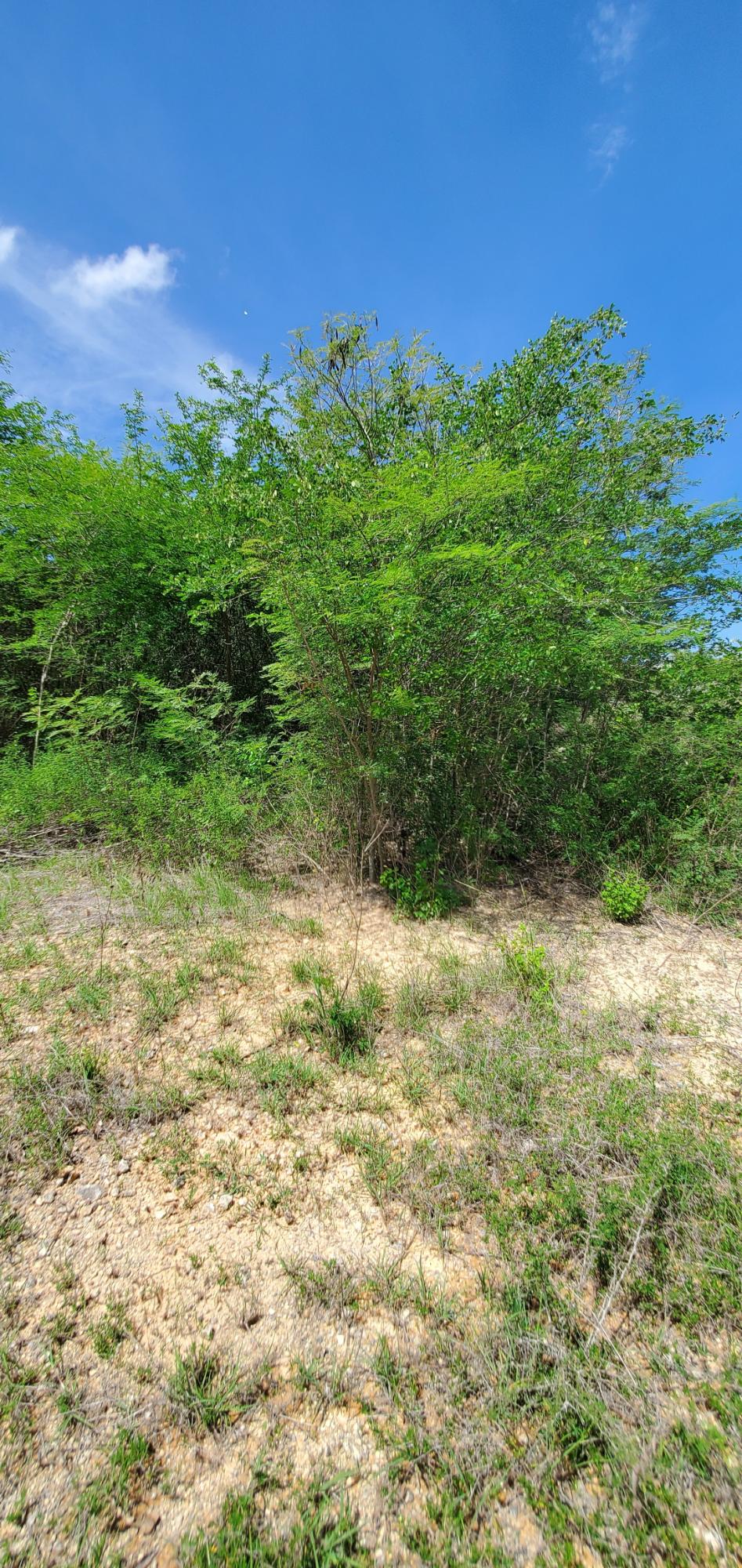 Residential-Lot-for-Sale-in-Twin-Palm-Estate-Clarendon-Jamaica Fifth image of Twin Palms Estate in Palmers Cross, Clarendon, Jamaica - property is For Sale