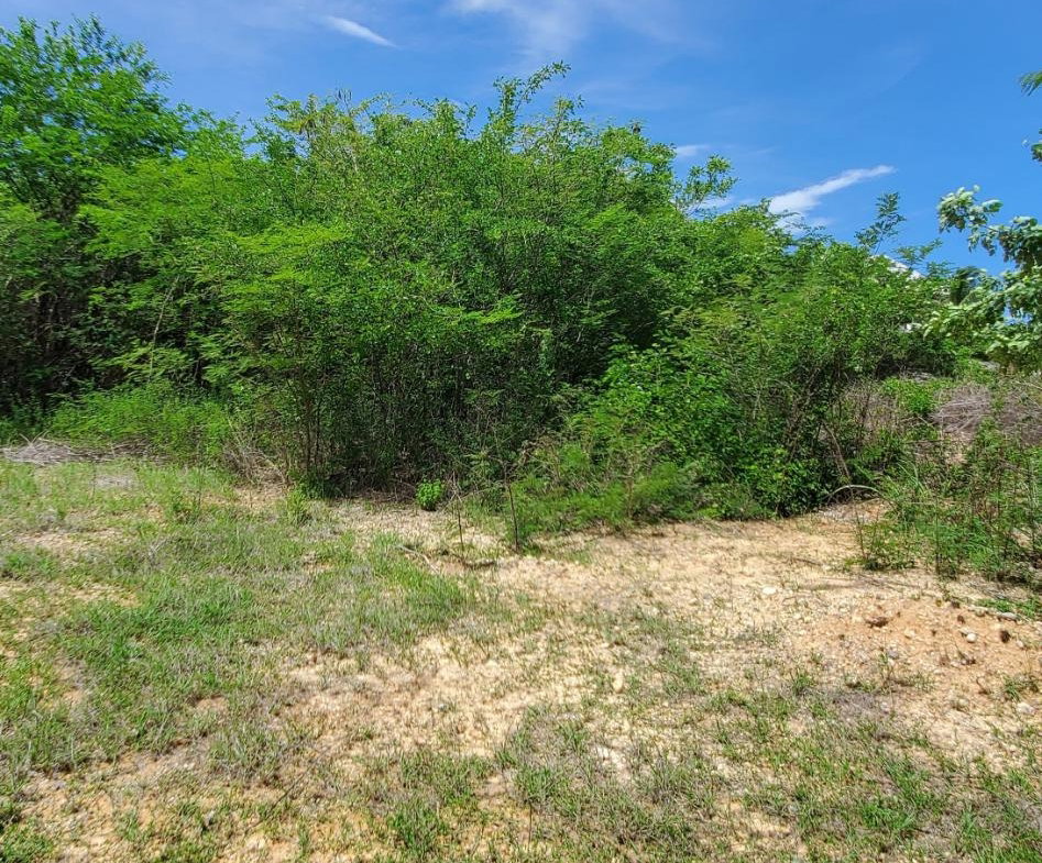 Sixth image of Twin Palms Estate in Palmers Cross, Clarendon, Jamaica - property is For Sale