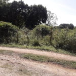 First image of Vineyard in Black River, St. Elizabeth, Jamaica - property is For Sale