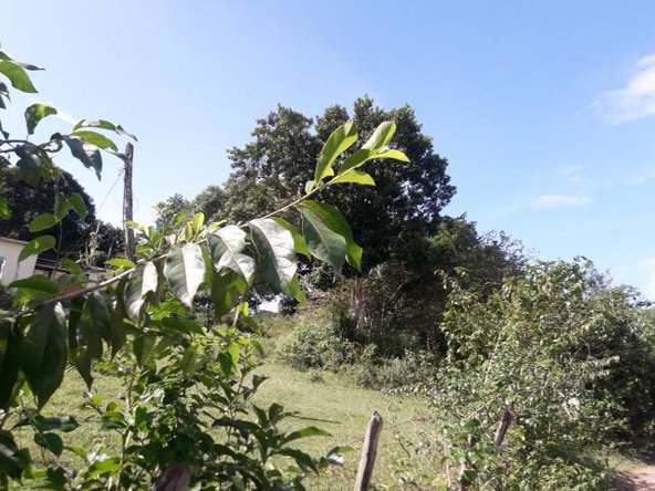 Third image of Vineyard in Black River, St. Elizabeth, Jamaica - property is For Sale