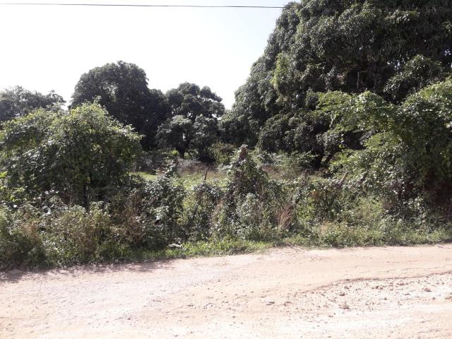 Sixth image of Vineyard in Black River, St. Elizabeth, Jamaica - property is For Sale