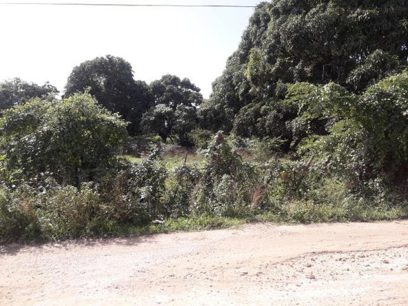 Sixth image of Vineyard in Black River, St. Elizabeth, Jamaica - property is For Sale