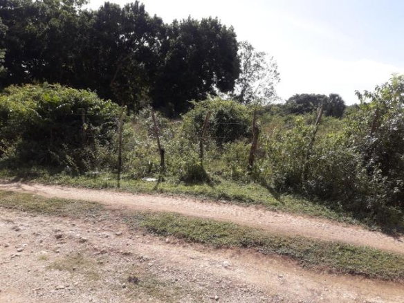 First image of Vineyard in Black River, St. Elizabeth, Jamaica - property is For Sale
