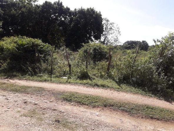 First image of Vineyard in Black River, St. Elizabeth, Jamaica - property is For Sale