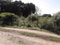 First image of Vineyard in Black River, St. Elizabeth, Jamaica - property is For Sale