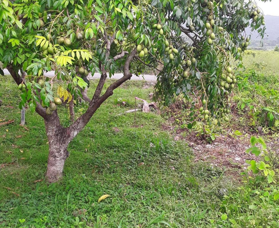 Sixth image of Frome Blvd in Petersfield, Westmoreland, Jamaica - property is For Sale