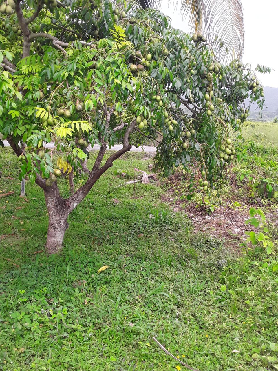 Sixth image of Frome Blvd in Petersfield, Westmoreland, Jamaica - property is For Sale