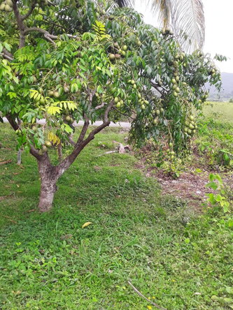 Sixth image of Frome Blvd in Petersfield, Westmoreland, Jamaica - property is For Sale