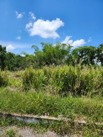 Seventh image of Lot 149- Whitehall Estate in Whitehall, St. Mary, Jamaica - property is For Sale