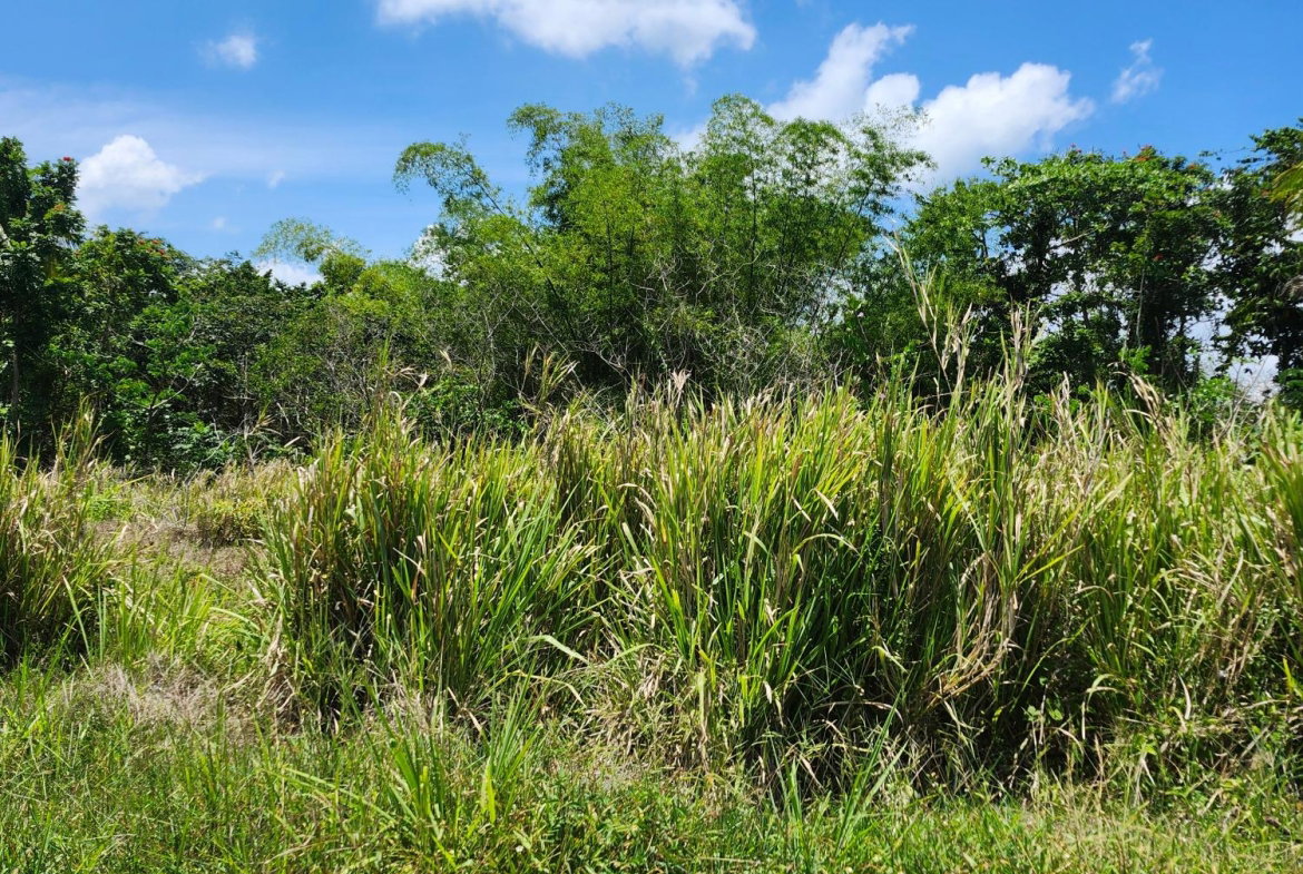 Eighth image of Lot 149- Whitehall Estate in Whitehall, St. Mary, Jamaica - property is For Sale