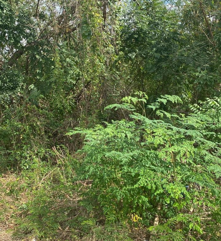 Third image of 17 Culloden Beach Drive, Whi in WHITEHOUSE, Westmoreland, Jamaica - property is For Sale