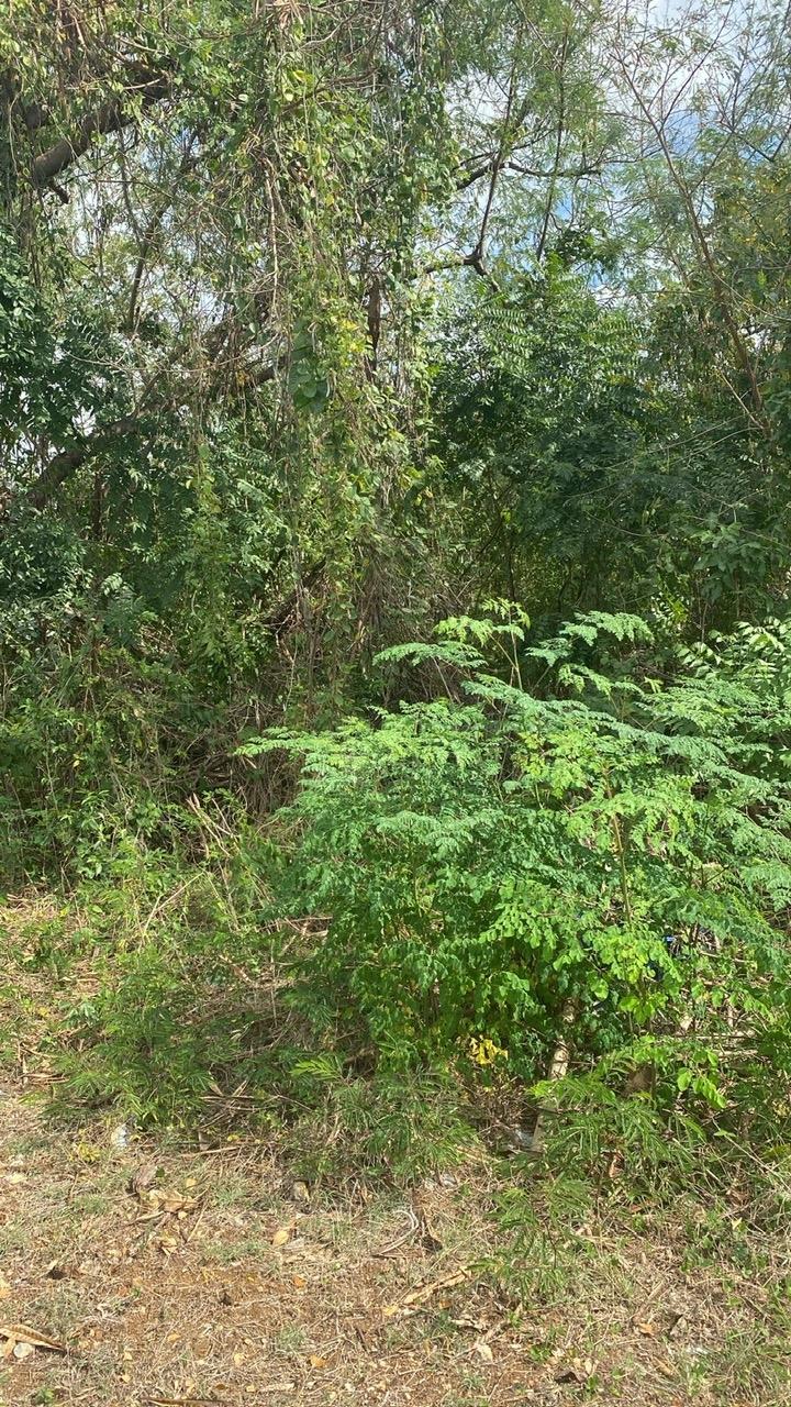 Residential-Lot-for-Sale-in-Whitehouse-Jamaica-17-Culloden-Beach-Drive Fourth image of 17 Culloden Beach Drive, Whi in WHITEHOUSE, Westmoreland, Jamaica - property is For Sale