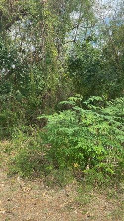 Fourth image of 17 Culloden Beach Drive, Whi in WHITEHOUSE, Westmoreland, Jamaica - property is For Sale