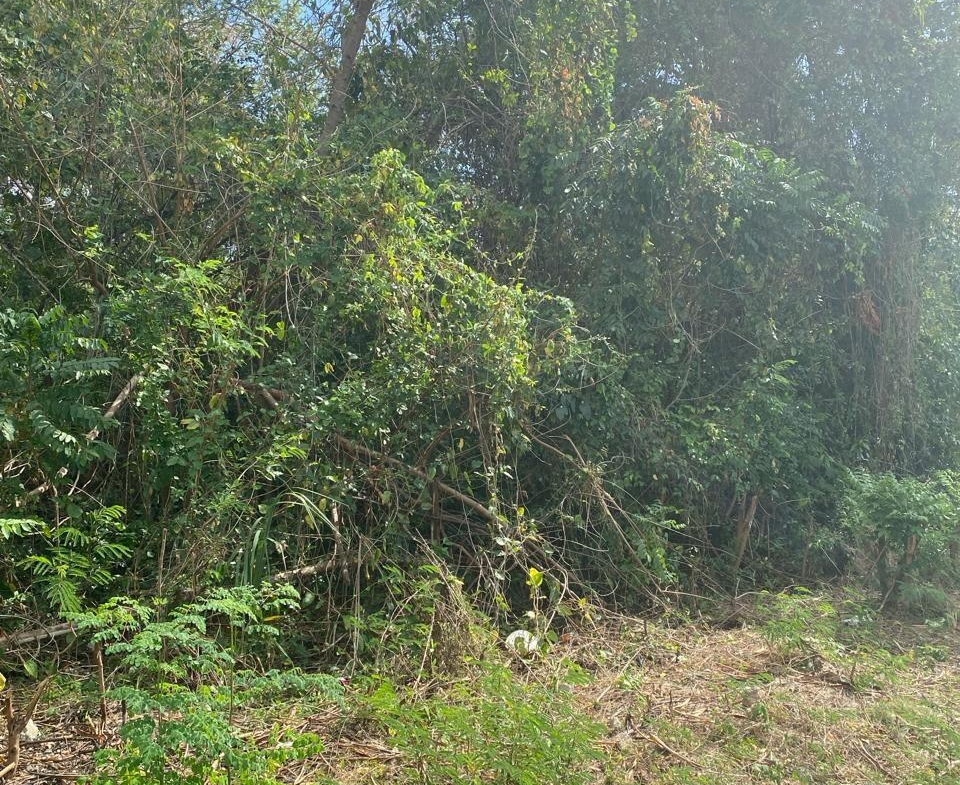 Fifth image of 17 Culloden Beach Drive, Whi in WHITEHOUSE, Westmoreland, Jamaica - property is For Sale