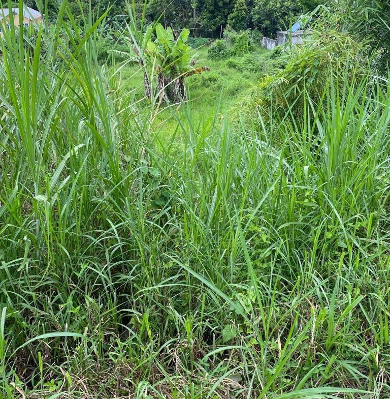 Fourth image of Lot 74- Melrose Crescent, William in Williamsfield, Manchester, Jamaica - property is For Sale