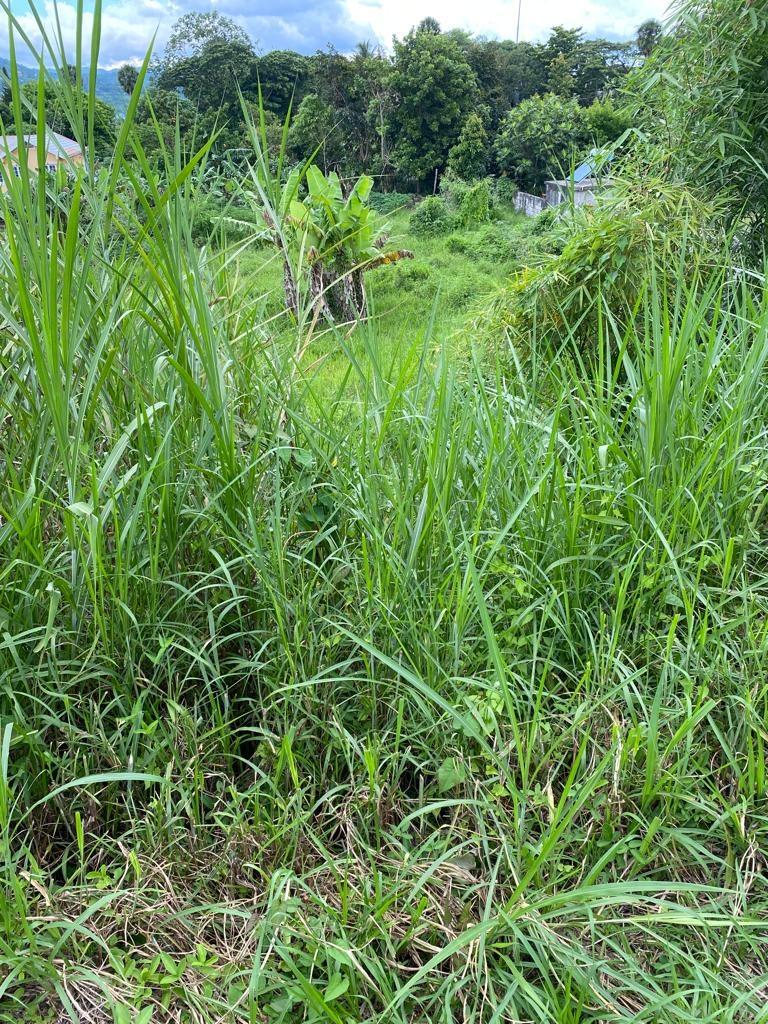 Fourth image of Lot 74- Melrose Crescent, William in Williamsfield, Manchester, Jamaica - property is For Sale