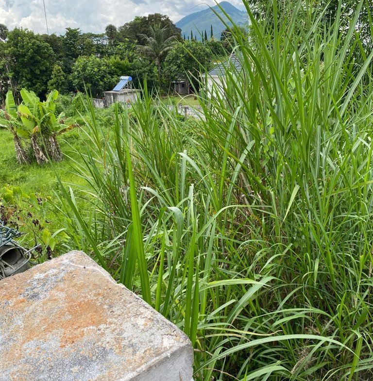 Eighth image of Lot 74- Melrose Crescent, William in Williamsfield, Manchester, Jamaica - property is For Sale