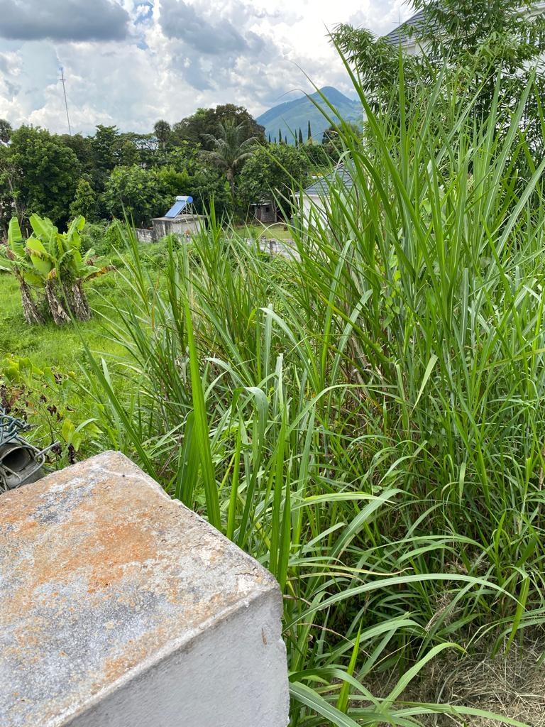 Eighth image of Lot 74- Melrose Crescent, William in Williamsfield, Manchester, Jamaica - property is For Sale