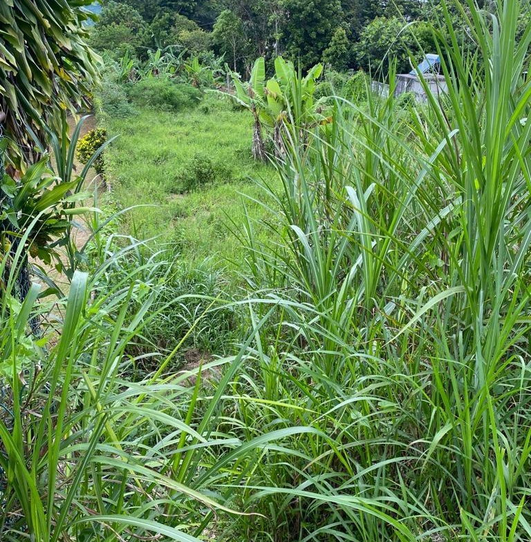 Ninth image of Lot 74- Melrose Crescent, William in Williamsfield, Manchester, Jamaica - property is For Sale