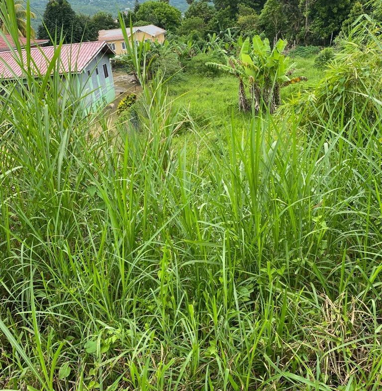 Tenth image of Lot 74- Melrose Crescent, William in Williamsfield, Manchester, Jamaica - property is For Sale