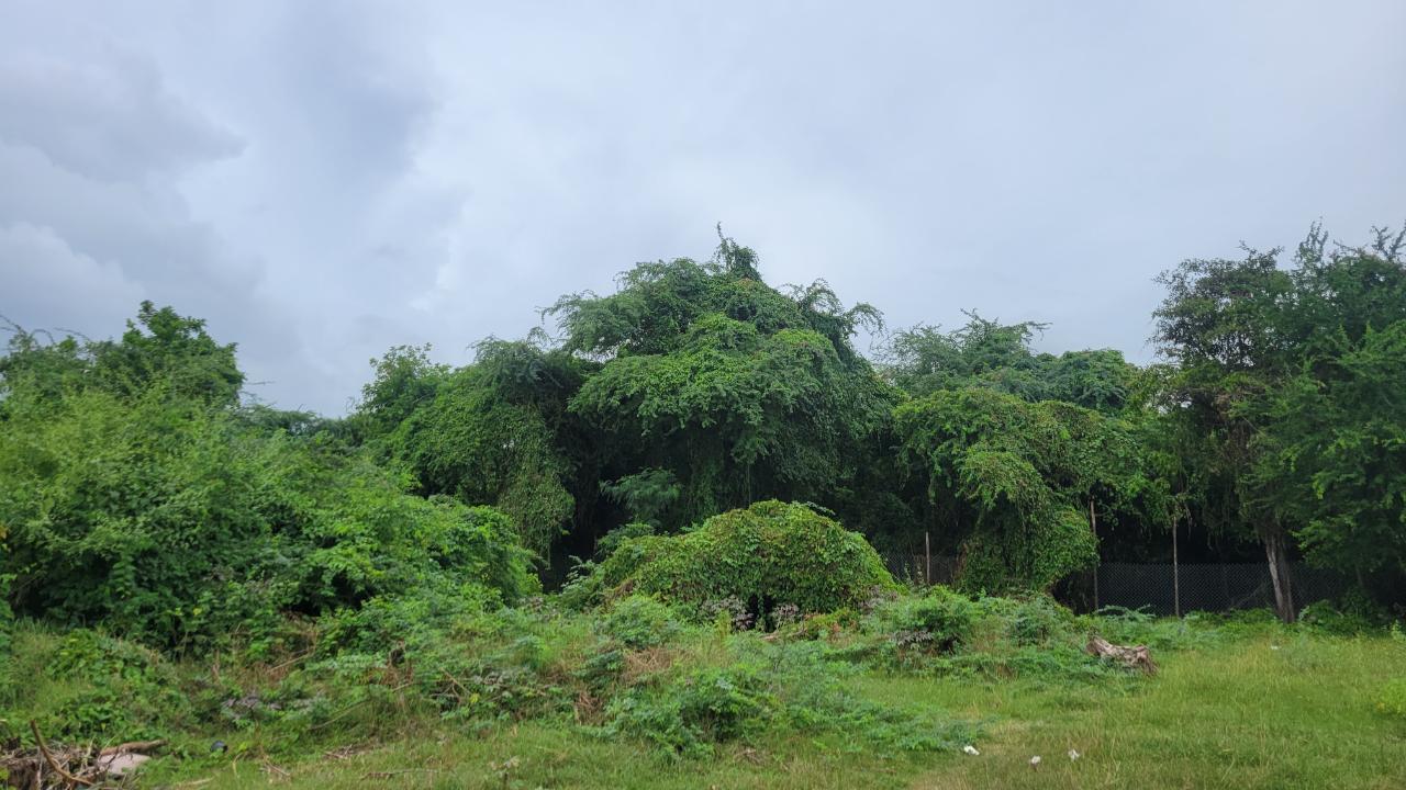 Residential-Lot-for-Sale-in-Willowdene-St.-Catherine-7-Clayton-Close First image of 7 Clayton Close in Spanish Town, St. Catherine, Jamaica - property is For Sale