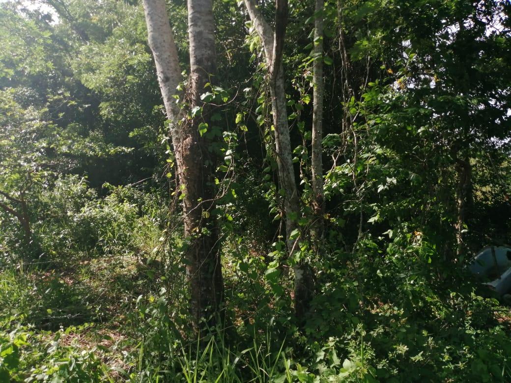 Second image of Woodlawn Cres Georges Val in Mandeville, Manchester, Jamaica - property is For Sale