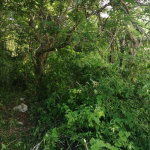 First image of Woodlawn Cres Georges Val in Mandeville, Manchester, Jamaica - property is For Sale