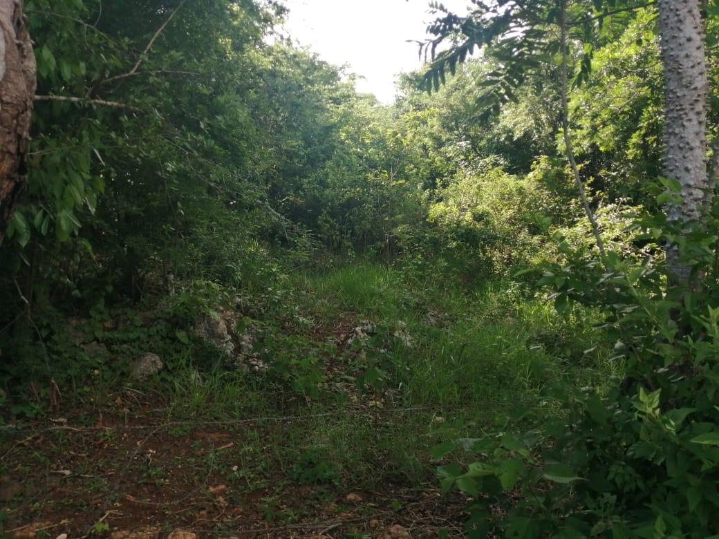 Fourth image of Woodlawn Cres Georges Val in Mandeville, Manchester, Jamaica - property is For Sale