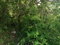 First image of Woodlawn Cres Georges Val in Mandeville, Manchester, Jamaica - property is For Sale