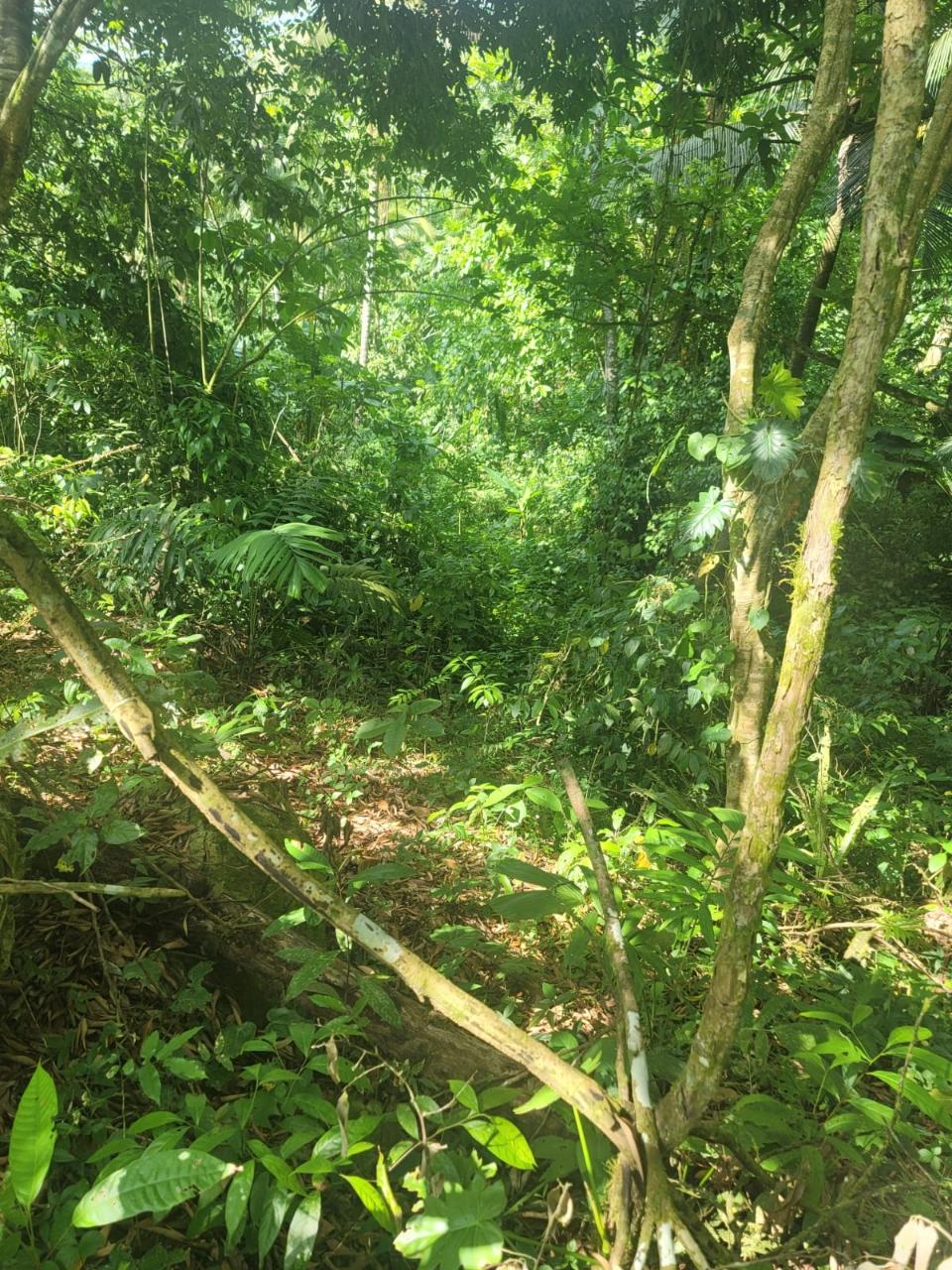 Ninth image of 187 Harkers Hall in Harkers Hall, St. Catherine, Jamaica - property is For Sale