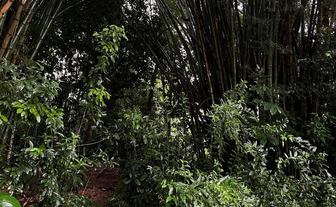 Seventh image of Lot 268 Harkers Hall in Harkers Hall, St. Catherine, Jamaica - property is For Sale