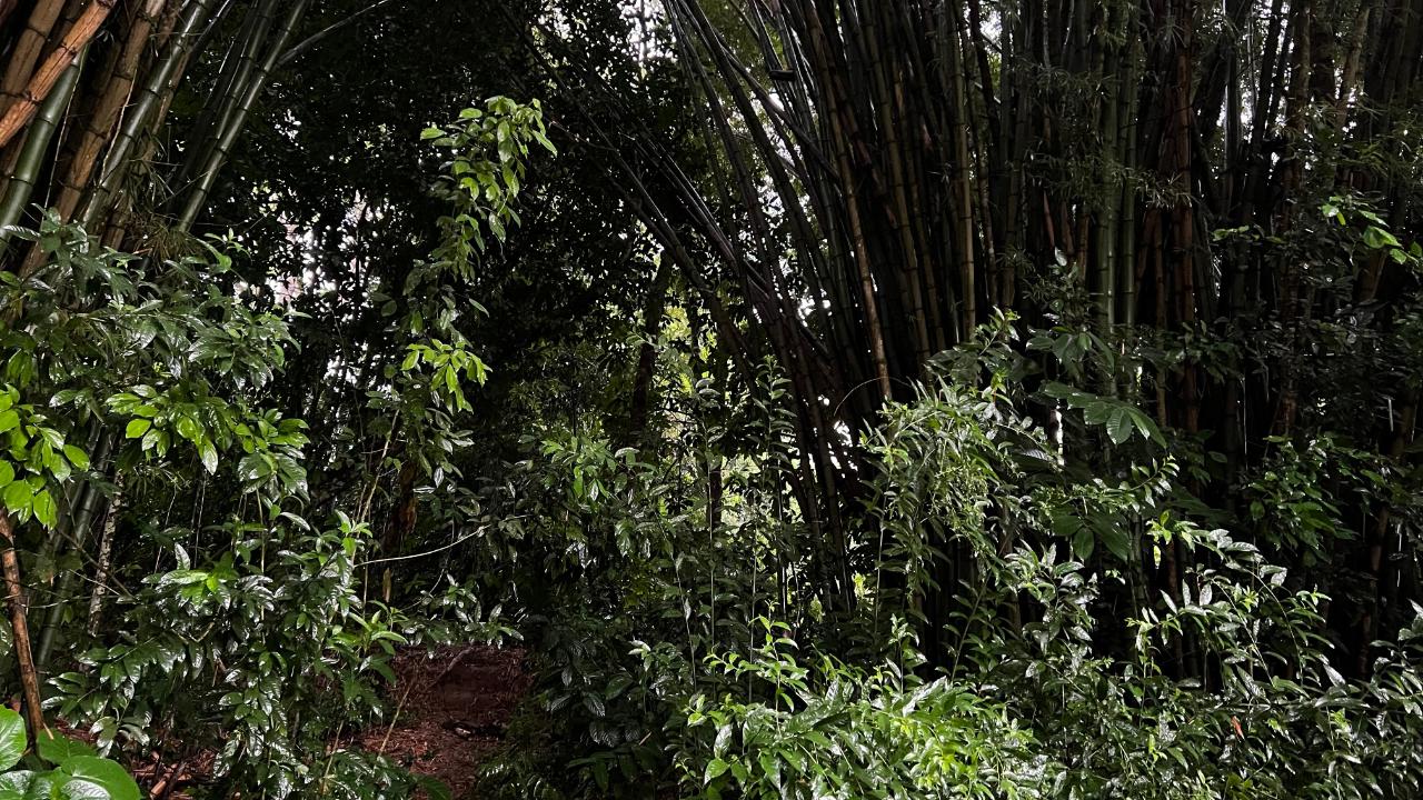Seventh image of Lot 268 Harkers Hall in Harkers Hall, St. Catherine, Jamaica - property is For Sale