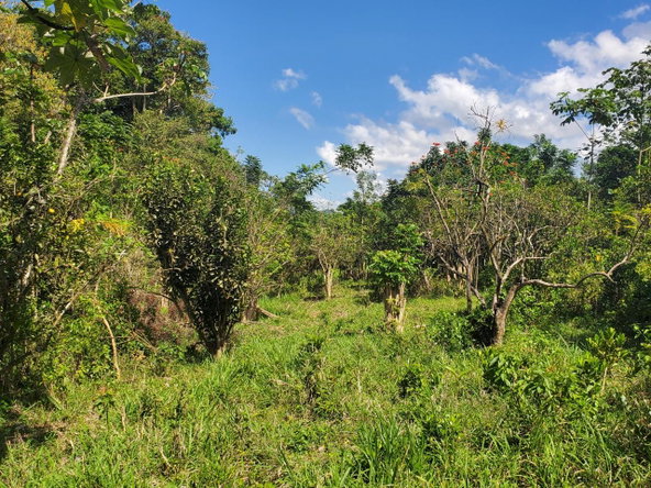 Twelfth image of Plantation Heights Road in Cambridge, St. James, Jamaica - property is For Sale