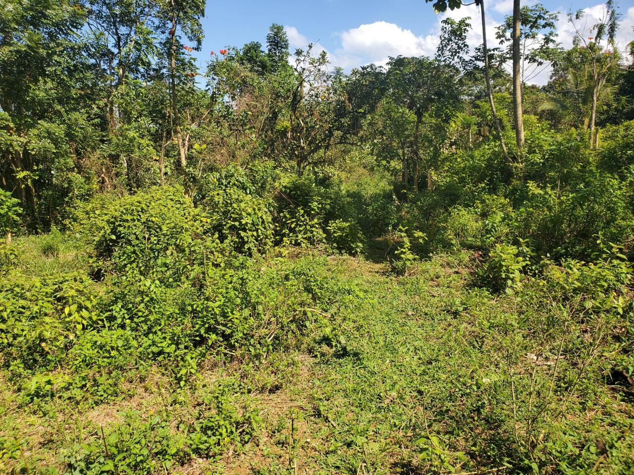 Residential-Lots-for-Sale-in-St.-James-Jamaica-Plantation-Heights-Road Thirteenth image of Plantation Heights Road in Cambridge, St. James, Jamaica - property is For Sale