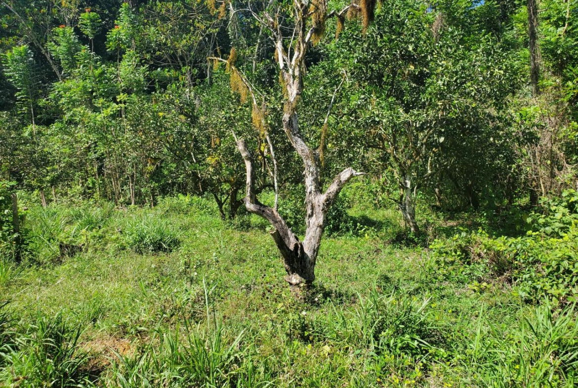 Seventh image of Plantation Heights Road in Cambridge, St. James, Jamaica - property is For Sale