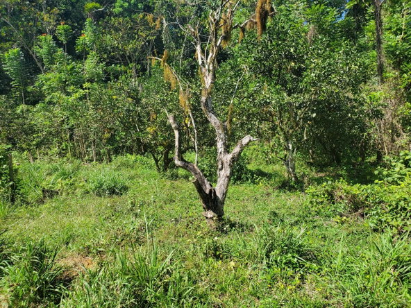 Seventh image of Plantation Heights Road in Cambridge, St. James, Jamaica - property is For Sale