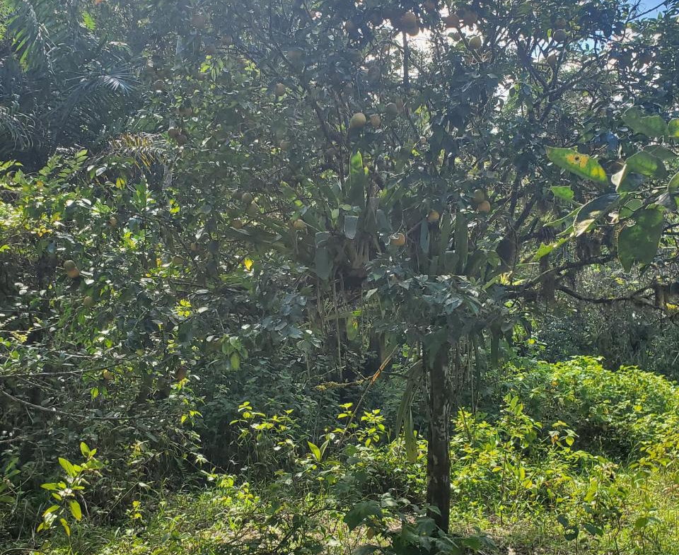 Eighth image of Plantation Heights Road in Cambridge, St. James, Jamaica - property is For Sale