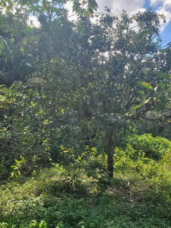 Eighth image of Plantation Heights Road in Cambridge, St. James, Jamaica - property is For Sale